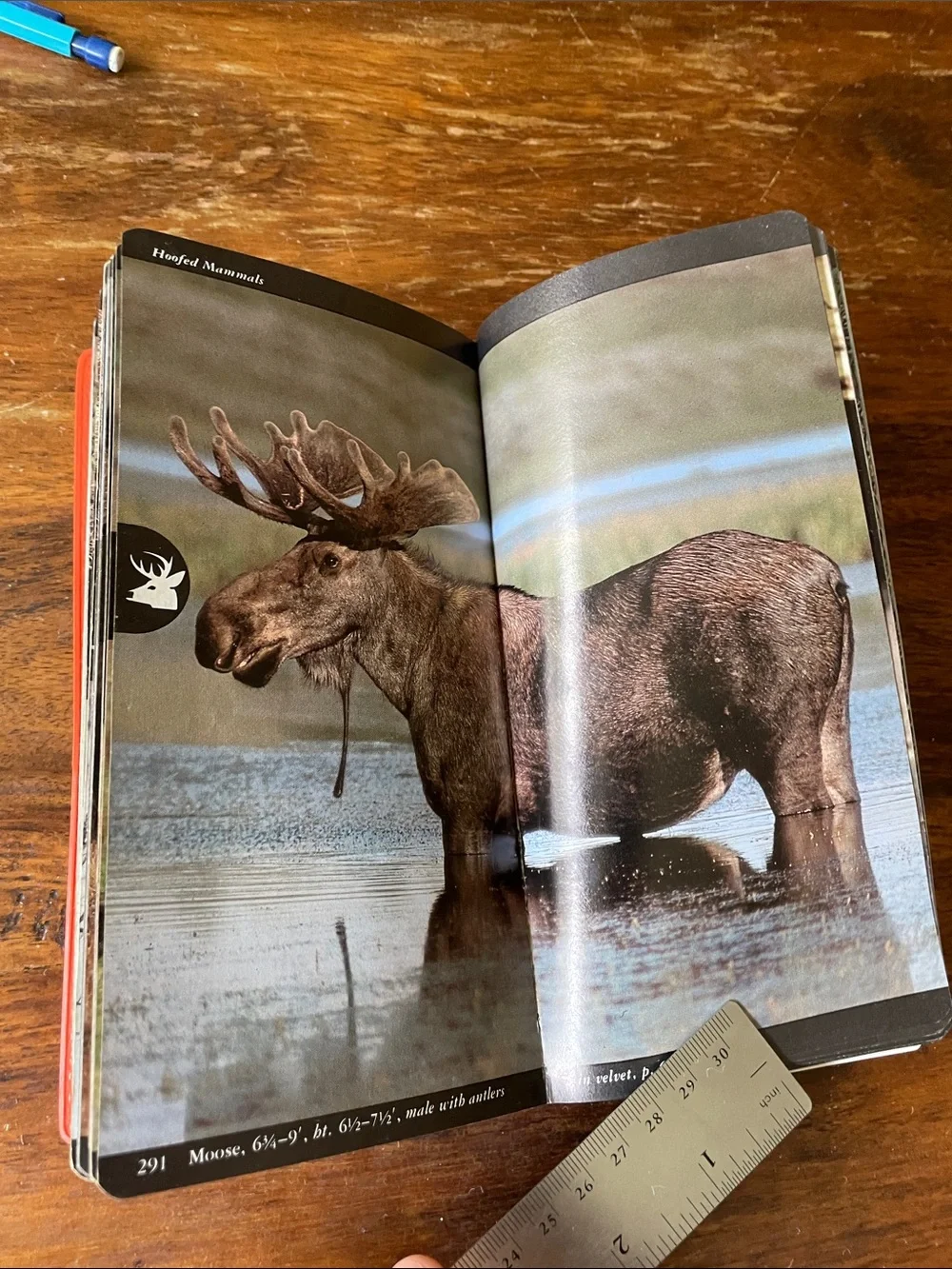 3 Vintage Animals Books: North American Wildlife, Field Guide, Mammals of Africa